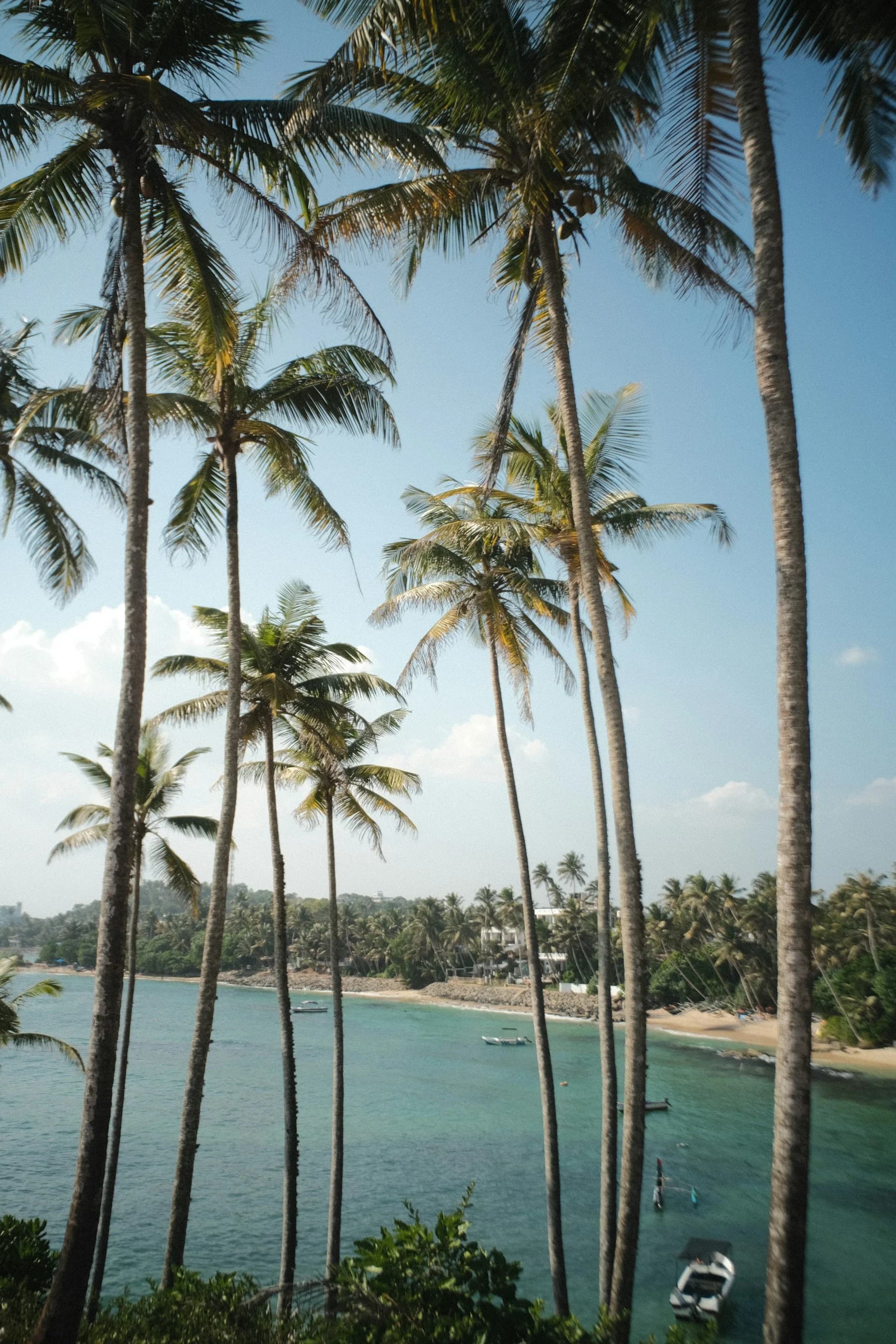 Palm trees overlooking Mirissa bay