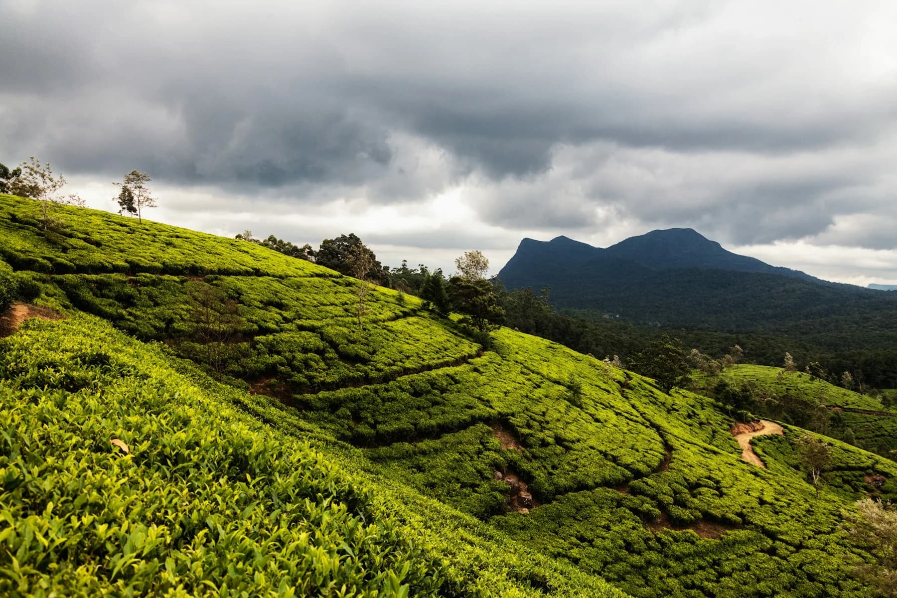 Nuwara Eliya, Sri Lanka